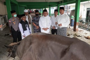 Masyarakat Anambas Bersukacita dapat Sapi Kurban dari Presiden RI Joko Widodo