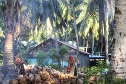 Volume Ekspor Kelapa dan Turunannya dari Kepri Januari-Mei 2025 Meningkat